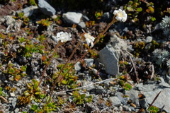 Brachyscome sinclairii