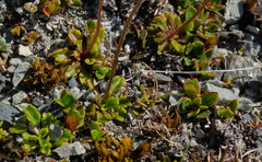 Brachyscome sinclairii