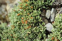 Helichrysum intermedium