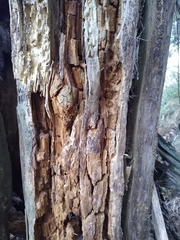 Chaenotheca olivaceorufa