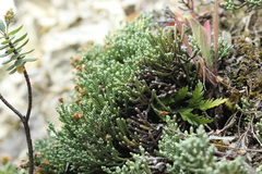 Helichrysum intermedium