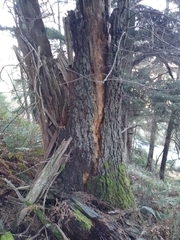 Chaenotheca olivaceorufa