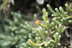 Helichrysum intermedium