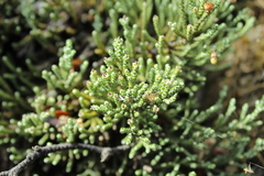 Helichrysum intermedium