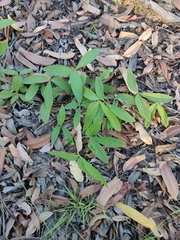 Flemingia parviflora