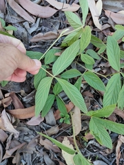 Flemingia parviflora