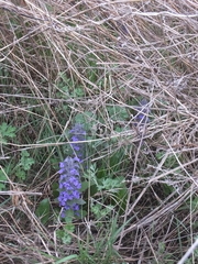 Ajuga multiflora
