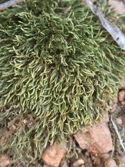 Bryophyta