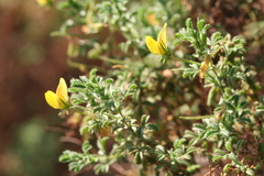 Ononis ramosissima