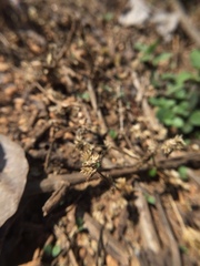 Lepidoptera