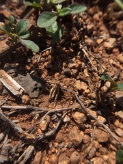 Orthoptera