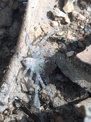 Araneae