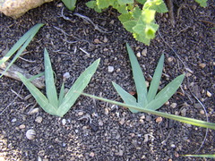 Freesia caryophyllacea