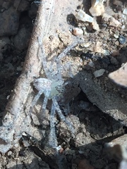 Araneae