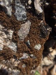 Bryophyta