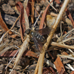 Chrysanthrax vanus