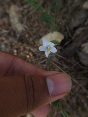 Angiospermae