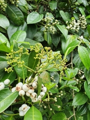 Psychotria coelospermum