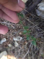 Angiospermae