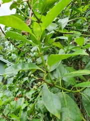 Psychotria coelospermum