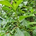 Psychotria coelospermum - Photo (c) sworboys, algunos derechos reservados (CC BY-NC), subido por sworboys