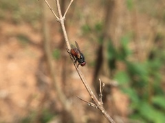 Musca