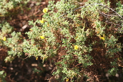 Ononis ramosissima