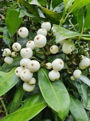Psychotria coelospermum