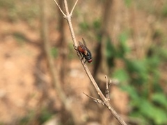 Musca