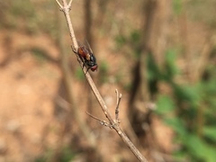 Musca