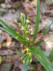 Apostasia wallichii