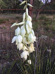 Yucca rupicola