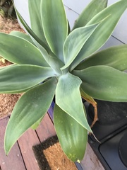 Agave attenuata