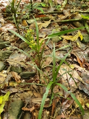 Apostasia wallichii