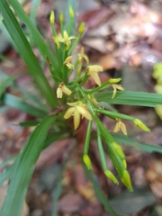 Apostasia wallichii