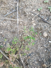 Euphorbia taurinensis