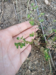 Euphorbia taurinensis