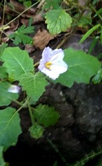 Solanum ditrichum