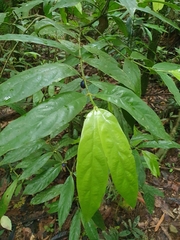 Lasianthus chlorocarpus