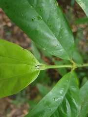 Lasianthus chlorocarpus