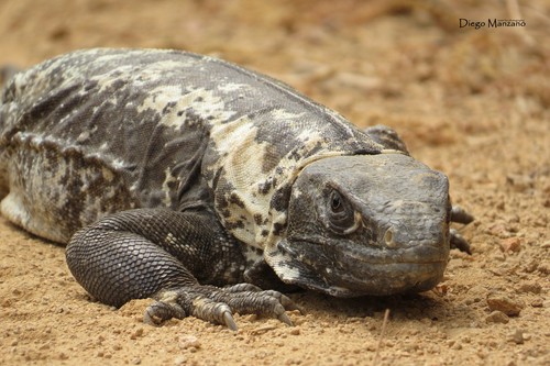 Western Spiny-tailed Iguana