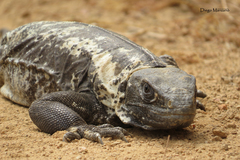 Guerreran Spiny-Tailed Iguana photo 4