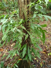 Dendroconche ampla