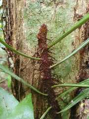 Dendroconche ampla