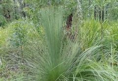 Xanthorrhoea glauca