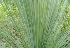 Xanthorrhoea glauca