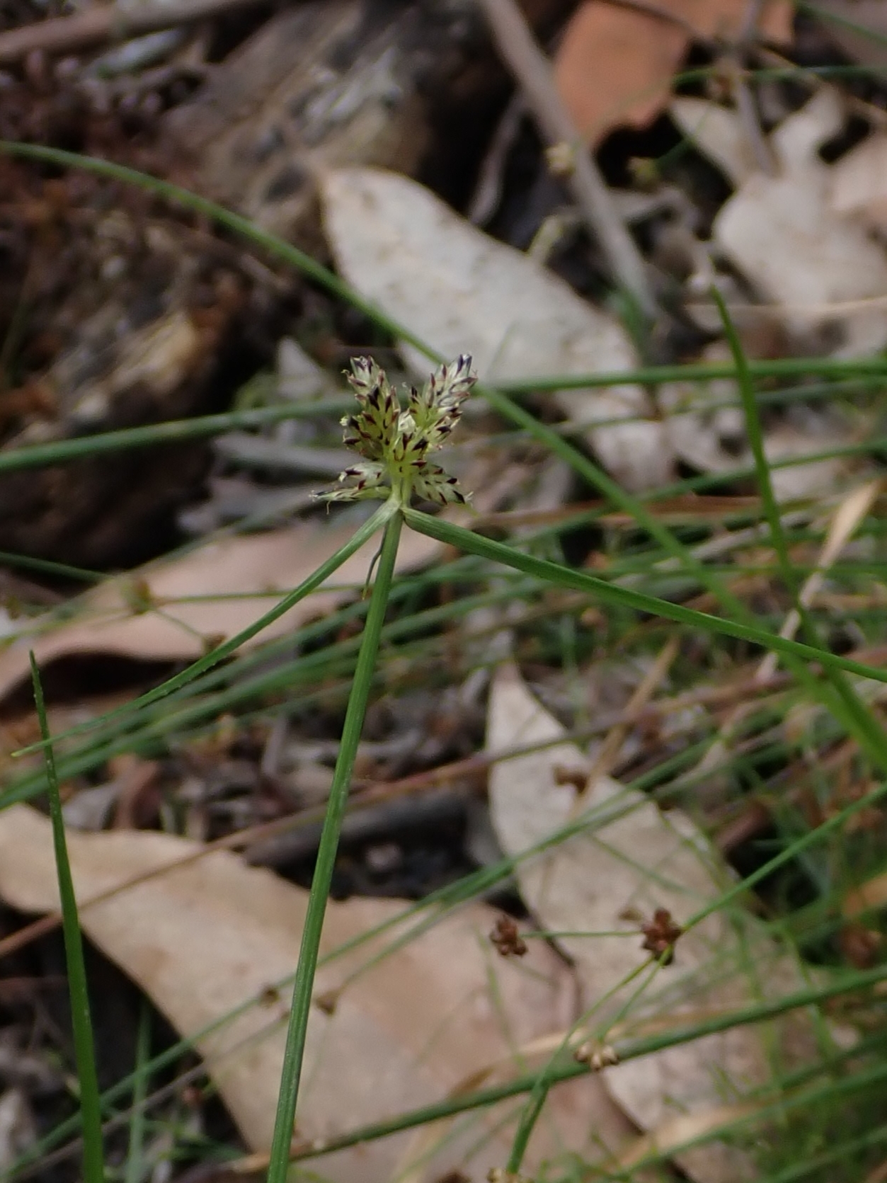 (c) Sharon Pearson, certains droits réservés (CC BY-NC) https://www.inaturalist.org/observations/105418542