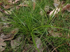 Cyperus sanguinolentus