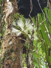 Archidendron ramiflorum