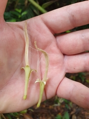 Archidendron ramiflorum